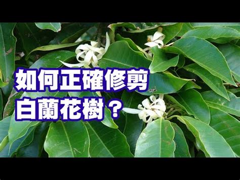 金玉蘭花種植禁忌|【玉蘭花風水】玉蘭花風水：種植與禁忌，你一定要知。